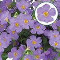 Afbeelding van Bacopa P12 Mega Blue
